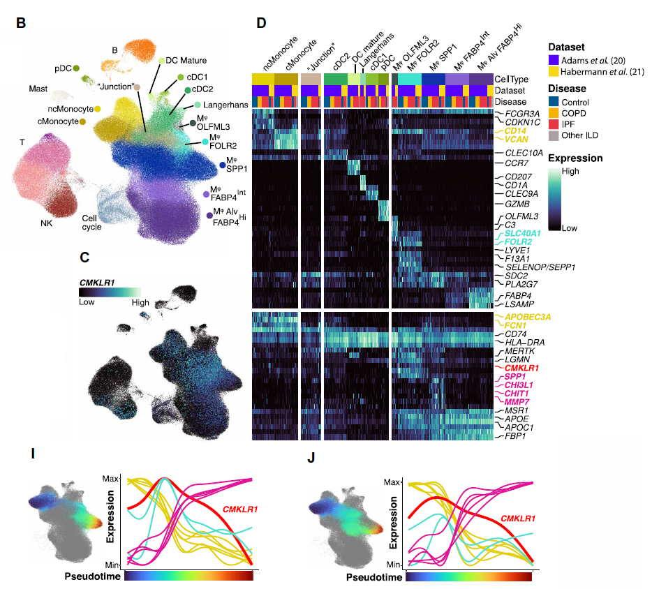 Sapphire磷屏成像：助力肺纖維化(huà)無創監控新突破
